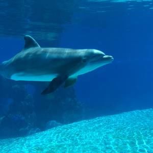 Meet your Posher, Penny